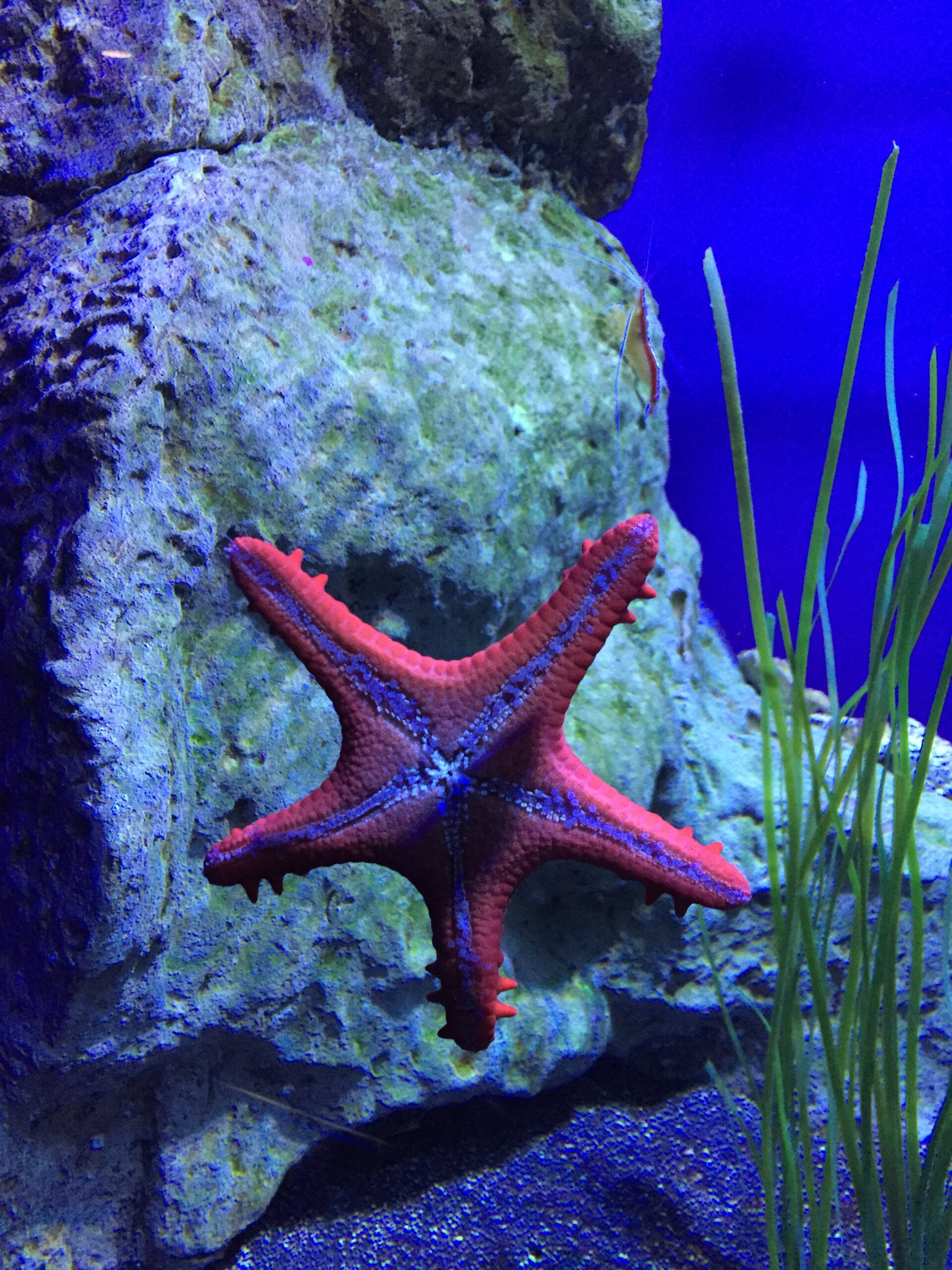 Starfish attached to the glass of an aquarium